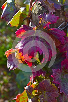 Fall Grape Leaves