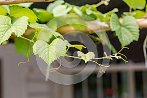 Grape leaves in vineyard. Grape leaves vine branch with tendrils and young leaves. Small grape branch with green leaves