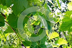 Grape leaves in vineyard. Green vine leaves at sunny day.