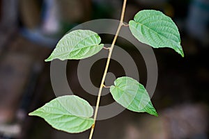 Grape leaves in vineyard. Green vine leaves at sunny september day. Soon autumn harvest of grapes for making wine, jam, juice,