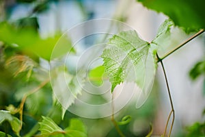 Grape leaves in vineyard. Green vine leaves at sunny september day. Soon autumn harvest of grapes for making wine, jam, juice,