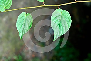 Grape leaves in vineyard. Green vine leaves at sunny september day. Soon autumn harvest of grapes for making wine, jam, juice,