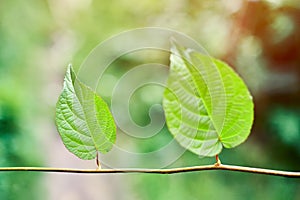 Grape leaves in vineyard. Green vine leaves at sunny september day. Soon autumn harvest of grapes for making wine, jam, juice,