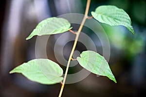 Grape leaves in vineyard. Green vine leaves at sunny september day. Soon autumn harvest of grapes for making wine, jam, juice,