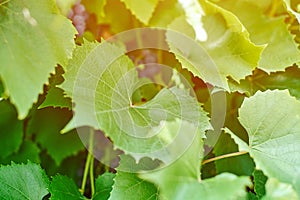 Grape leaves in vineyard. Green vine leaves at sunny september day. Soon autumn harvest of grapes for making wine, jam, juice,