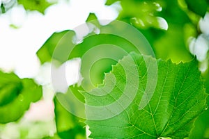 Grape leaves in vineyard. Green vine leaves at sunny september day. Soon autumn harvest of grapes for making wine, jam, juice,