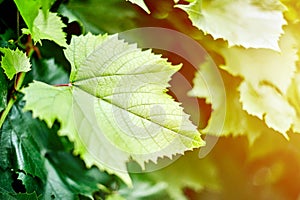 Grape leaves in vineyard. Green vine leaves at sunny september day. Soon autumn harvest of grapes for making wine, jam, juice,