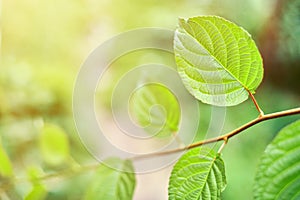 Grape leaves in vineyard. Green vine leaves at sunny september day. Soon autumn harvest of grapes for making wine, jam, juice,