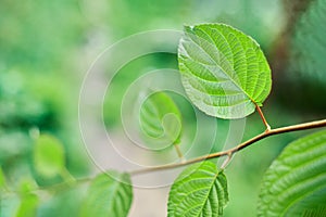 Grape leaves in vineyard. Green vine leaves at sunny september day. Soon autumn harvest of grapes for making wine, jam, juice,