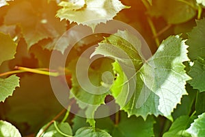 Grape leaves in vineyard. Green vine leaves at sunny september day. Soon autumn harvest of grapes for making wine, jam, juice,