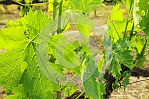 Grape leaves at a vineyard near Montalcino, Val d`Orcia, Tuscany