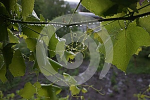 Grape leaves wet from the rain