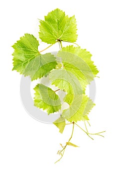 Grape leaves white background Green vine leaf