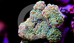 Grape long polyps stony coral - Euphyllia cristata