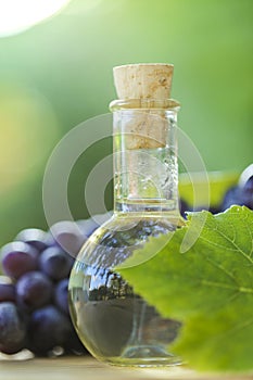 grape oil in glass bottle, grapes bunches with green leaves on a blurred green garden background.