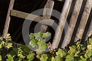 Grape and old wooden ladder on sunny day