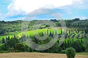 Grape and olive fields. Agriculture in Italy, Tuscany