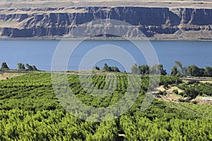 Grape orchards.