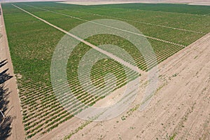 Grape orchards bird`s-eye view. Top view of the garden
