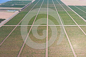 Grape orchards  view. Vine rows. Top view of the garden