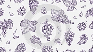 Grape pattern. Vine seamless texture, plants and leaves. Sketch vineyard and wine raw elements vector background