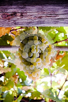 Grape in the pergola