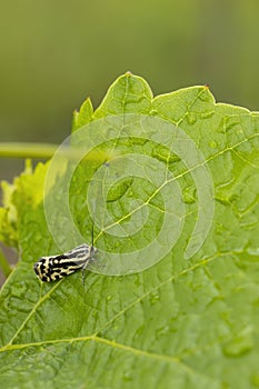 grape phylloxera on the leaf