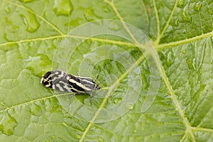 grape phylloxera on the leaf