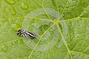 grape phylloxera on the leaf