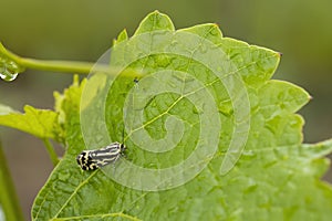 grape phylloxera on the leaf