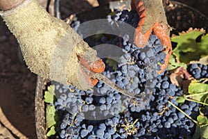 Grape picker working with curved knife and gloves