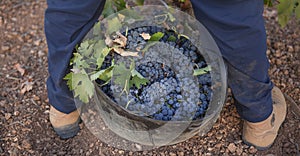 Grape picker working with harvesting bucket on the ground