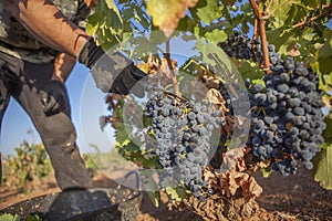 Grape picker working with special curved knife for harvesting and grafting