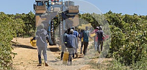 Grape pickers and a mechanical picking machine on a wine farm in the Swartland region of South Africa.