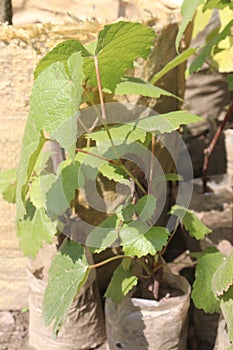 Grape plant on farm for sell