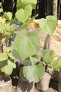 Grape plant on farm for sell