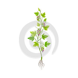 Grape Plant with Vines and Cluster of Grapes Vector Illustration