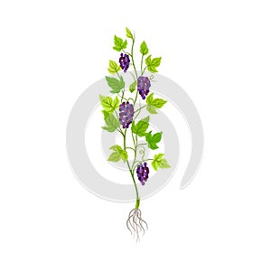 Grape Plant with Vines and Cluster of Grapes Vector Illustration