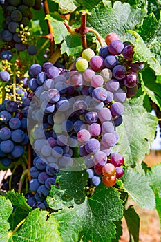 Grape plant on vineyard, growing red wine grapes in Italy