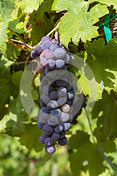 Grape plant on vineyard, growing red wine grapes in Italy
