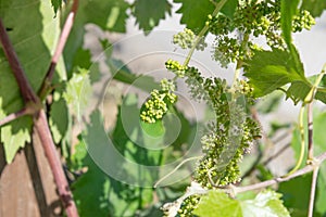 Grape plant for wine with small green grapes
