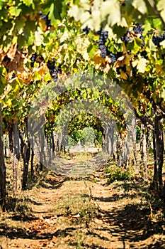 Grape Plantation in August before the Grape`s Harvest
