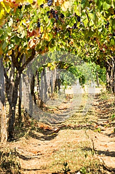 Grape Plantation in August before the Grape`s Harvest