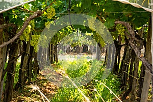 Grape Plantation in August before the Grape`s Harvest