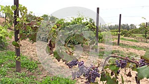 Grape plantation branch entwine on stake