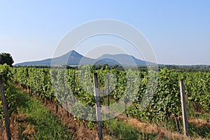 Grape plantation and mount Toti and Gulacs photo