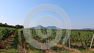 Grape plantation and mount Toti and Gulacs photo