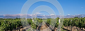 Grape plantation mountains and the moon