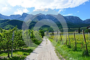 Grape plantation near Caldaro Lake in Bolzano/Bozen, Italytower in Brescia city, Lombardy Italy