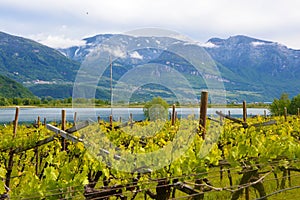 Grape plantation near Caldaro Lake in Bolzano/Bozen Sudtirol, Italy